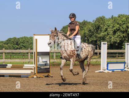 Reiterin in Wettkampfkleidung auf einem galoppierenden Pferd. Holland hat 500.000 Reiter und 450.000 Pferde. 1.500 Reitvereine. Stockfoto