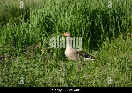 Eine schöne einone Graylag Gans (Anser anser), die zwischen langem Gras auf einem Feld in Amsterdam, Niederlande, steht. Stockfoto