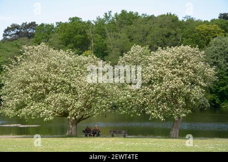 Ein Paar sitzt auf einer Parkbank und genießt einen schönen Tag am See in der Stadt Den Haag, Niederlande. Stockfoto