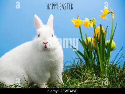 Frohe ostern Text mit Narzissen und osterhasen auf blau Hintergrund Stockfoto