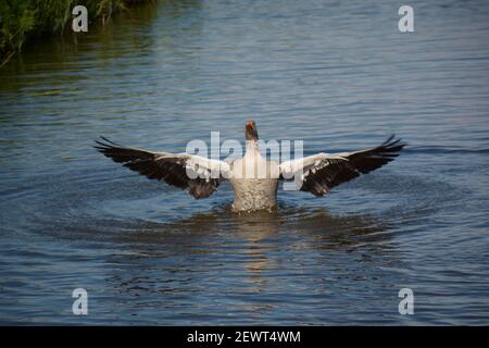 Eine einzelne Greylag-Gans (Anser anser), teilweise in Wasser getaucht und hat seine Flügel weit offen zum Klappen, in Amsterdam, Niederlande. Stockfoto