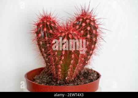 Kaktus bedeckt mit roter Wachsfarbe auf weißem Hintergrund Stockfoto