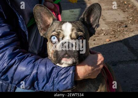 Posen, Wielkopolska, Polen. März 2021, 3rd. Das erstaunliche blaue Auge der französischen Bulldogge. Quelle: Dawid Tatarkiewicz/ZUMA Wire/Alamy Live News Stockfoto