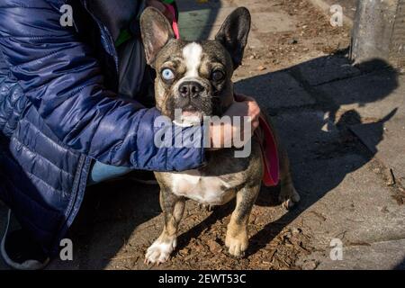 Posen, Wielkopolska, Polen. März 2021, 3rd. Das erstaunliche blaue Auge der französischen Bulldogge. Quelle: Dawid Tatarkiewicz/ZUMA Wire/Alamy Live News Stockfoto