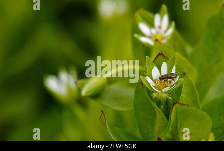 Makro von weißen Stellaria media Blüten (Kicherkraut) unter der weichen Frühlingssonne. Stockfoto
