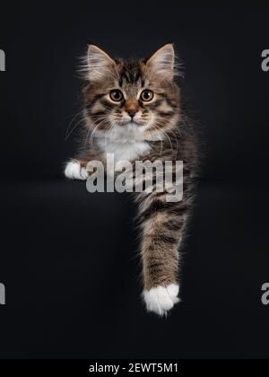 Liebenswert schwarz tabby mit weißen sibirischen Katze Kätzchen, die sich nach vorne mit Pfoten hängen entspannt nach unten vom Rand. Blick direkt auf die Kamera. Ist Stockfoto