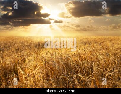 Sonnenuntergang über dem Gerstenfeld. Hintergrund der reifenden Ohren der Gerste in einem Feld. Erntezeit Stockfoto