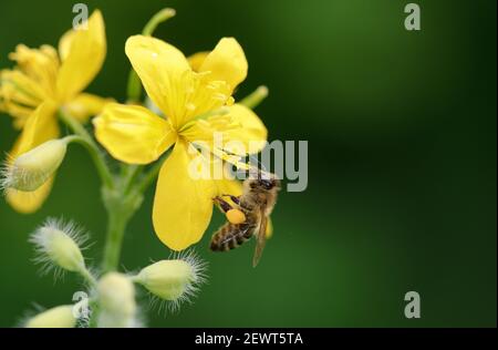 Große Zellandine Blume, Schwalbenkraut isoliert auf grünem Hintergrund. (Chelidonium majus) Stockfoto