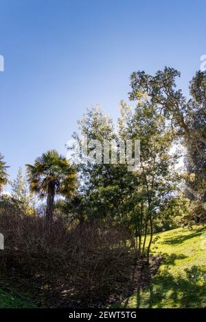 Mount Edgecombe Country Park Stockfoto