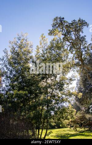 Mount Edgecombe Country Park Stockfoto