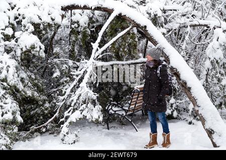 Junge Frau, die nach Schneelast und Schnee in einem schneebedeckten Winterpark in der Nähe eines umgestürzten Baumes steht. Schneebedeckter Winter, frostiger Tag. Spaziergang im Winterwald Stockfoto