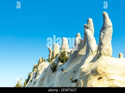 Detailbild von gegrapten Evergreens und einer Überwachungskamera Stockfoto