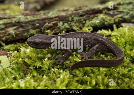 Nahaufnahme eines irdischen weiblichen chinesischen Warzmolchs, Paramesotriton chinensis auf grünem Moos Stockfoto