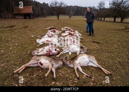 Illafeld, Deutschland. März 2021, 03rd. Der Besitzer des Wildreservats, Hans Ertel, steht neben 18 zerrissenen Damhirschstücken. Die Tiere, von denen 13 schwanger waren, starben höchstwahrscheinlich bei einem Wolfsangriff, weil Spuren auf einen Wolf hinweisen. Quelle: Nicolas Armer/dpa/Alamy Live News Stockfoto