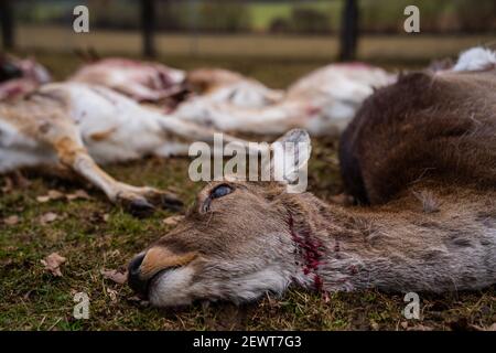 Illafeld, Deutschland. März 2021, 03rd. 18 getötete Damhirsche liegen in einem Wildreservat. Die Tiere, von denen 13 schwanger waren, starben höchstwahrscheinlich bei einem Wolfsangriff, weil Spuren auf einen Wolf hinweisen. Quelle: Nicolas Armer/dpa/Alamy Live News Stockfoto