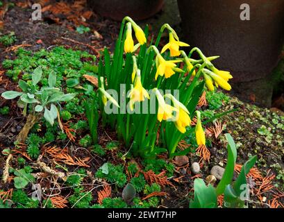 Eine Gruppe von Zwergdaffodils, die im späten Winter auf einem kleinen Gartensteingarten in Hellesdon, Norfolk, England, Vereinigtes Königreich, blühen. Stockfoto