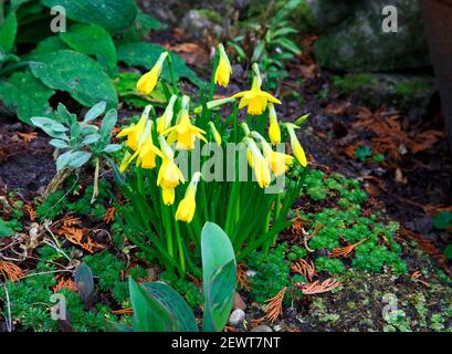 Eine Gruppe von Zwergdaffodils, die im Frühjahr auf einem kleinen Gartensteingarten in Hellesdon, Norfolk, England, Vereinigtes Königreich, blühen. Stockfoto