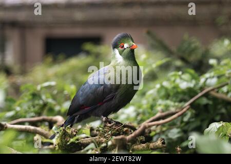 Exotischer weißer Wabenvogel turaco Tauraco leucotis Stockfoto