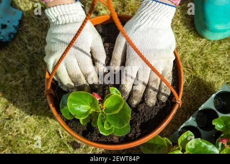 Nahaufnahme der Hand eines Gärtners in Haushaltshandschuhen, die eine Blume in einen Topf Pflanzen. Draufsicht Stockfoto