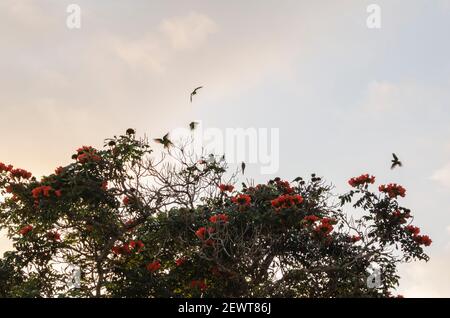 Spathodea companulat mit Blüten Stockfoto