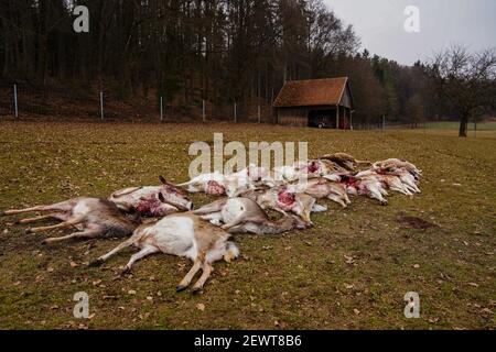 Illafeld, Deutschland. März 2021, 03rd. 18 getötete Damhirsche liegen in einem Wildreservat. Die Tiere, von denen 13 schwanger waren, starben höchstwahrscheinlich bei einem Wolfsangriff, weil Spuren auf einen Wolf hinweisen. Quelle: Nicolas Armer/dpa/Alamy Live News Stockfoto