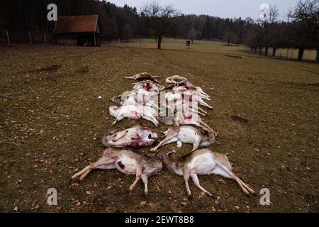 Illafeld, Deutschland. März 2021, 03rd. 18 getötete Damhirsche liegen in einem Wildreservat. Die Tiere, von denen 13 schwanger waren, starben höchstwahrscheinlich bei einem Wolfsangriff, weil Spuren auf einen Wolf hinweisen. Quelle: Nicolas Armer/dpa/Alamy Live News Stockfoto