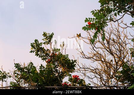 Sittiche in Spathodea Tree Stockfoto