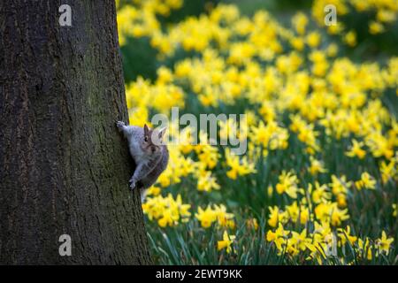 London, Großbritannien. 3. März 2021. Wetter in Großbritannien: Ein graues Eichhörnchen blickt auf die Narzissen, die gerade im St James’s Park zu blühen begonnen haben. Kredit: Stephen Chung / Alamy Live Nachrichten Stockfoto