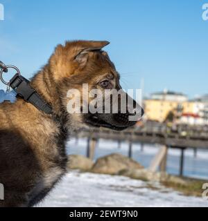 Ein Profilbild eines elf Wochen alten Schäferhundes. Blauer Himmel und Schnee im Hintergrund Stockfoto