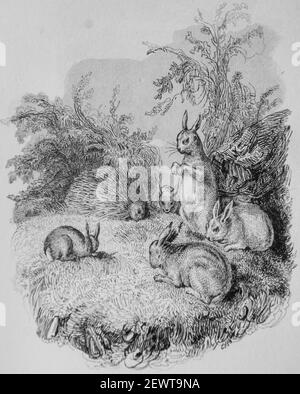 le herisson et les lapins , Fables de florian illustrrees par Victor adam ,editeur delloye,desme 1838 Stockfoto