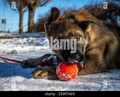 Ein elf Wochen alter Schäferhund spielt mit einer roten Kugel. Schnee im Hintergrund Stockfoto