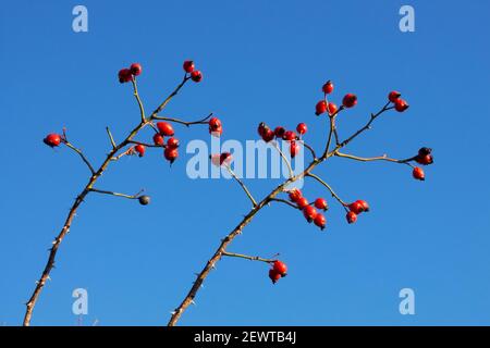 Hagebutten auf Ästen gegen blaue Himmelszweige mit Beeren Stockfoto