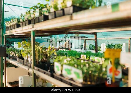 Eine Gärtnerin, die im Kinderzimmer arbeitet Stockfoto