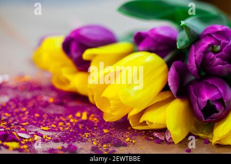 Gelbe und violette Tulpen in Aquarellpulver. In der Malerwerkstatt werden die Farben auf die schönste Weise gemischt Stockfoto