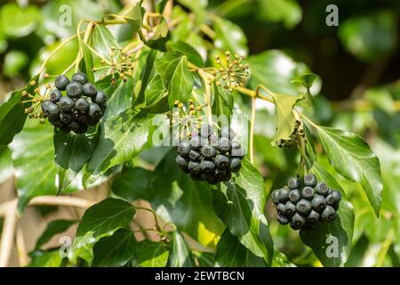 Efeu-Beeren (Hedera Helix), Großbritannien Stockfoto