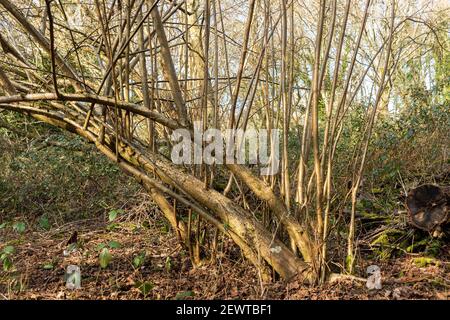 Haselnussbäume (Corylus avellana) in englischen Wäldern. Mehrere Jahre nach einer harten Pflaume sind lange, gerade Stängel zum Schneiden bereit gewachsen, UK Stockfoto