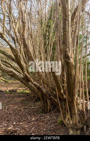Haselnussbäume (Corylus avellana) in englischen Wäldern. Mehrere Jahre nach einer harten Pflaume sind lange, gerade Stängel zum Schneiden bereit gewachsen, UK Stockfoto