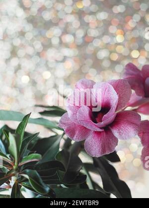 Rosa Blume Adenium obesum Pflanze mit grünen Blättern im Topf. Tropische Blume, Wüstenrose Blume. Selektiver Fokus. Stockfoto
