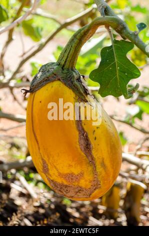 Ein gelbes reifes Gartenei auf EINEM Zweig Stockfoto