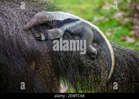 03. März 2021, Sachsen-Anhalt, Magdeburg: Ein Armeeanteater-Junge klammert sich im Zoo an das Fell des Muttertieres Estrella. Der Nachwuchs unter den großen Ameisenbären wurde bereits am 08. Februar 2021 im Zoo Magdeburg geboren und hat noch keinen Namen. Foto: Klaus-Dietmar Gabbert/dpa-Zentralbild/ZB Stockfoto