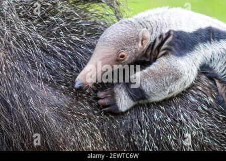 03. März 2021, Sachsen-Anhalt, Magdeburg: Ein Armeeanteater-Junge klammert sich im Zoo an das Fell des Muttertieres Estrella. Der Nachwuchs unter den großen Ameisenbären wurde bereits am 08. Februar 2021 im Zoo Magdeburg geboren und hat noch keinen Namen. Foto: Klaus-Dietmar Gabbert/dpa-Zentralbild/ZB Stockfoto