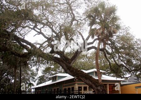 St. Augustine, FL, USA. Palme, die durch eine südliche lebende Eiche wächst. „der Liebesbaum“. Stockfoto