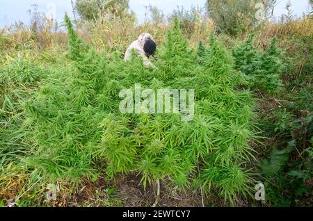 Mann Züchter Kontrolle Cannabis Busch wächst auf dem Feld, Knospen blühen. Stockfoto