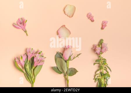 Frühling rosa Blüten in der Linie mit Blütenblättern. Flaches Lay-Konzept, minimal auf beigem Hintergrund Stockfoto