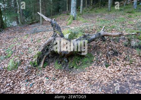 Ein alter toter gefallener Baum, der mit Moos bedeckt ist Wald Stockfoto