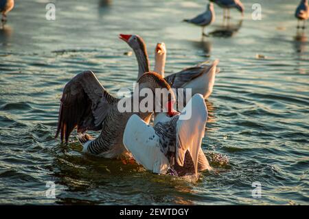 Kampf auf dem See. Die Stille wurde von zwei Gänsen unterbrochen, andere um Lärm zu machen Stockfoto