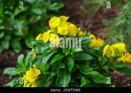 Gelbe Blüten von Narrowleaf-Nachtkerze, Oenothera fruticosa oder auch als schmal-blättrige Sonnentropfen bezeichnet Stockfoto