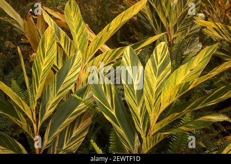 Alpinia zerumbet 'Variegata' (Ingwer in Muschel) Stockfoto