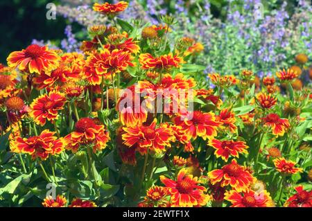 Eine Massenbepflanzung von leuchtend orangefarbenen Gaillardia (Blanket Flower). Stockfoto