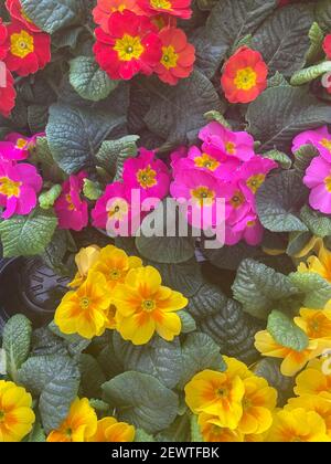 Tablett mit bunten Frühling blühende rote, rosa und gelbe Primrose Pflanzen (Primula) auf dem Display in einem Gartencenter in Rural Devon, England, Großbritannien Stockfoto